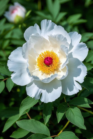 White peony flower in the garden on a background of green leavesの素材