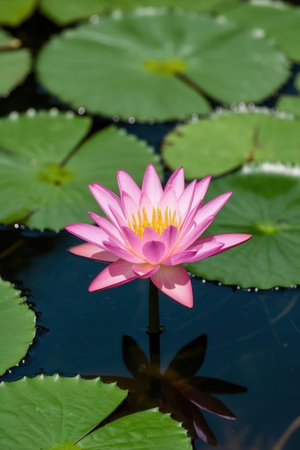 Pink lotus in the pond with green lotus leaves.の素材