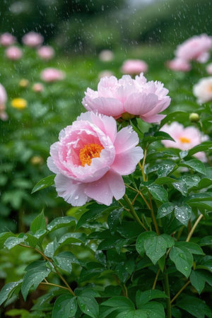 pink peony flowers in the rain on a background of green leavesの素材