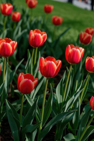 Tulip. Beautiful bouquet of tulips. colorful tulips. tulips in spring,colourful tulipの素材