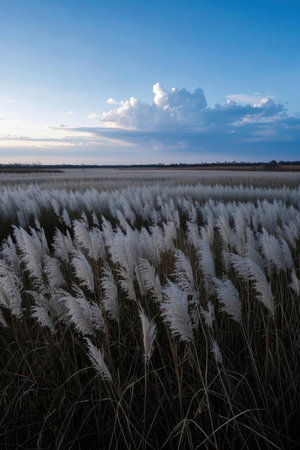 Beautiful landscape with reeds and blue sky in the evening.の素材