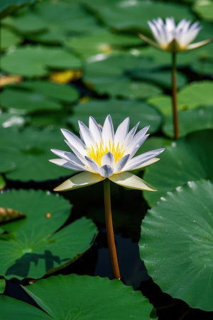 White lotus flower in the pond with green leaves background.の素材