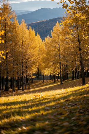 Beautiful autumn landscape with yellow larch trees and mountains in the backgroundの素材