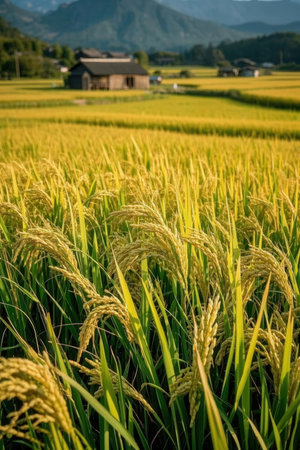 Rice field in south korea,Rice field in south koreaの素材