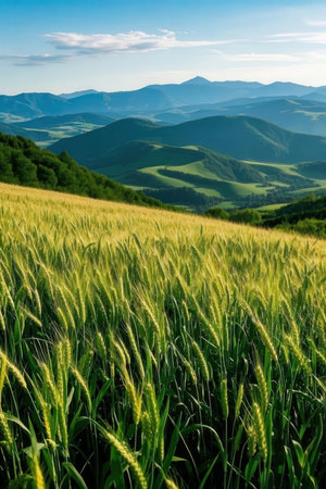 Landscape of green wheat field in the Carpathian mountains.の素材