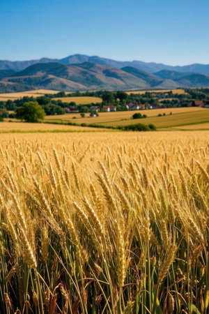 Wheat field and mountains in the background, South Moravia, Czech Republicの素材