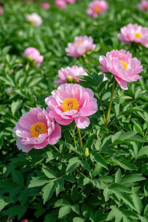 Pink peony flowers in the garden on the background of green leavesの素材