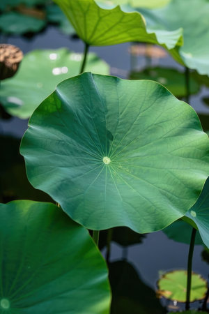 Lotus leaf in the pond. Beautiful green lotus leaf.の素材