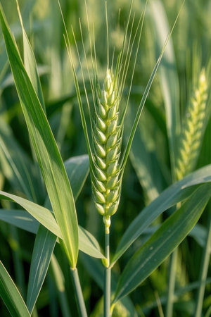 Green ears of wheat on the field. Close-up. Selective focus.の素材