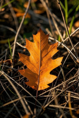 autumn oak leaf on the ground in the forest. shallow depth of fieldの素材