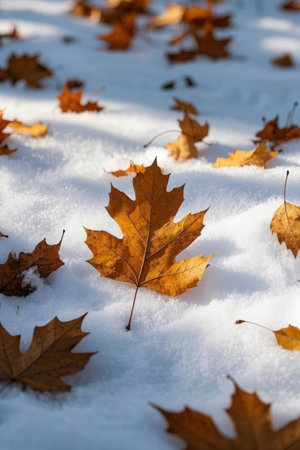 Autumn leaves in the snow, close-up, selective focusの素材