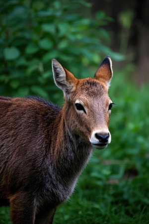 Waterbuck (lat. Kobus ellipsiprymnus)の素材