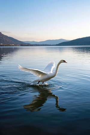 swan on lake Balaton in Hungary, beautiful photo digital pictureの素材