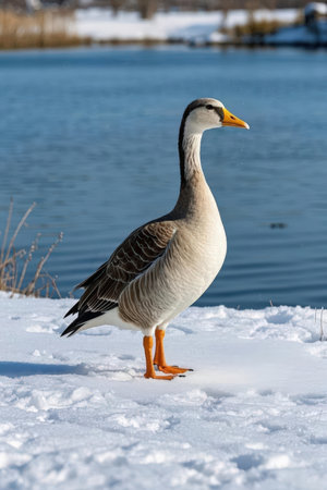 Greylag goose (Anser anser) standing on snowの素材