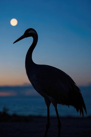 Silhouette of a crane on the beach with moon in the backgroundの素材