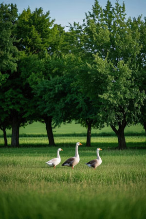 Geese in the green meadow at summer day. Nature backgroundの素材