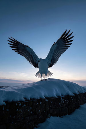 Seagull in flight at sunset in winter, Scotland, UKの素材