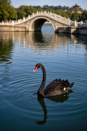 Black swan swimming on a lake with a bridge in the backgroundの素材