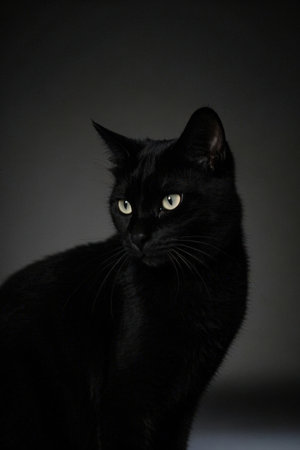 Studio portrait of a black cat with yellow eyes on a gray backgroundの素材