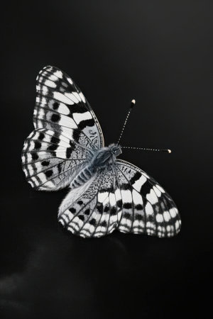 Butterfly on a black background. Black and white butterfly.の素材