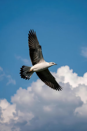 Seagull flying in the blue sky with white clouds on backgroundの素材