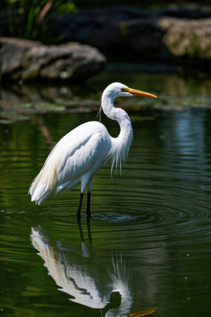 Great egret in the pond. Wildlife scene from nature. Cattle egret in the park.の素材