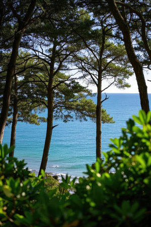 Pine trees on the coast of Costa Brava, Catalonia, Spainの素材