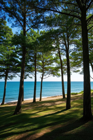 Pine trees on the shore of the Baltic Sea in summer.の素材
