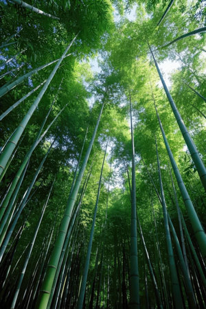 Bamboo forest in Arashiyama, Kyoto, Japan.の素材