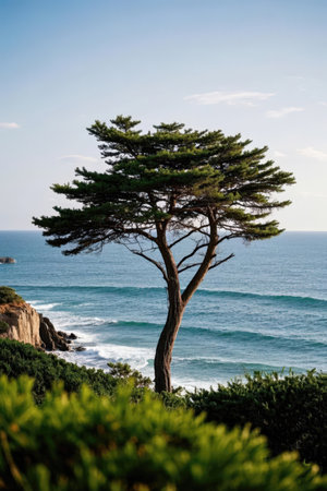 Pine tree on the coast of Pacific ocean, California, USAの素材
