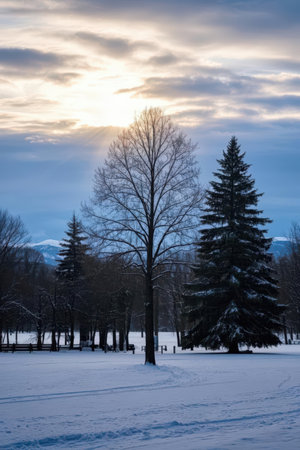 Winter landscape with trees in the park and cloudy sky at sunset.の素材