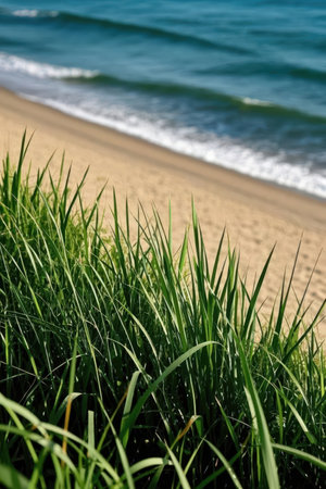 Green grass on the beach with sea in the background, close upの素材