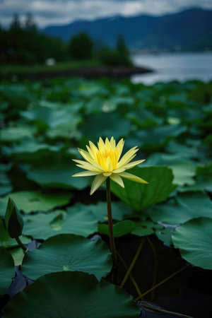 Yellow lotus flower on the lake in the morning. Selective focus.の素材