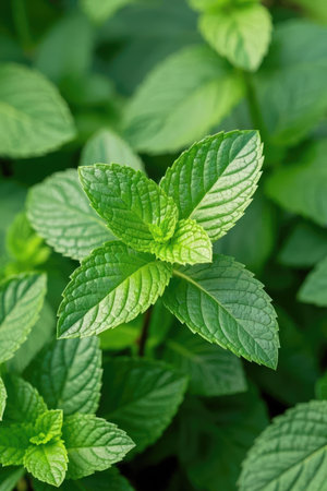 Pepper mint leaves in the garden. Shallow depth of field.の素材