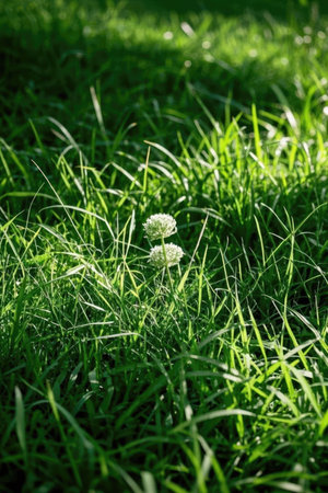 Green grass in the meadow with shallow depth of field, selective focusの素材