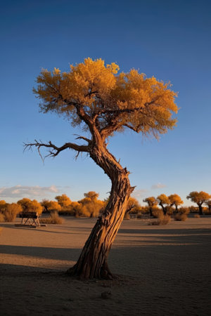 Tree in the desert of Namib Naukluft National Parkの素材