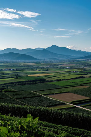 Landscape of vineyards in south korea Daegwallyeongの素材