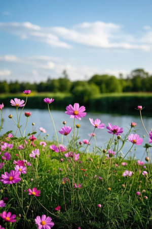 Cosmos flowers in the garden with the lake in the background.の素材