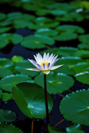 White lotus flower in the pond with green leaf background, Thailand.の素材