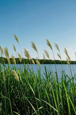 Beautiful landscape of a lake with reeds and blue sky.の素材