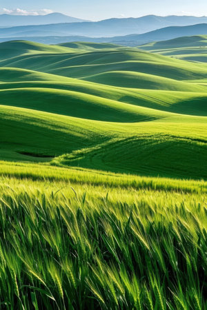 Green wheat field in Val d'Orcia, Tuscany, Italyの素材