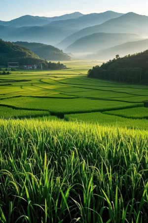 Rice field in the morning, Chiang Mai, Thailand.の素材