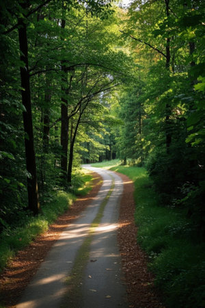 Dirt road in a beautiful green forest with trees on both sidesの素材