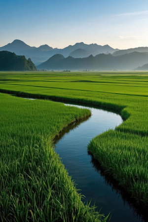 Rice field in the morning, South China Sea, Vietnam.の素材