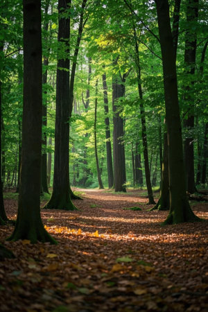 beautiful green forest in the morning. nature green wood sunlight backgroundsの素材