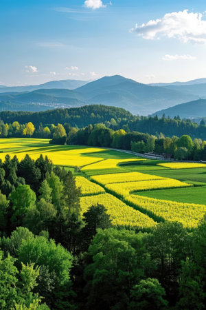 Rapeseed field in the Ukrainian Carpathian Mountains, Ukraineの素材