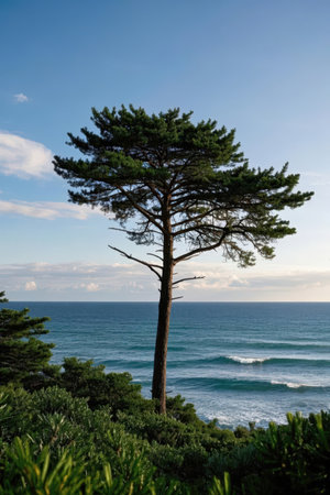 Pine tree on the coast of the Pacific Ocean in California.の素材