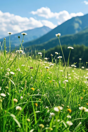 Green meadow with daisies and mountains in the background.の素材