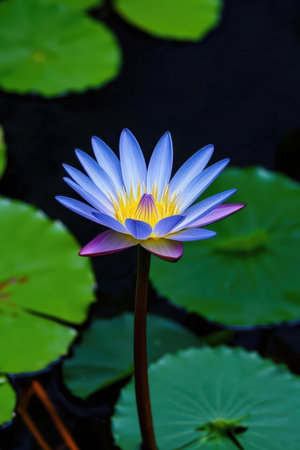 Lotus flower in the pond. (Nymphaeaceae)の素材
