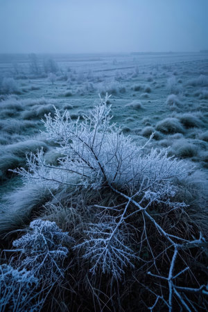 Winter landscape. Frosty morning on the meadow. Blue tonedの素材